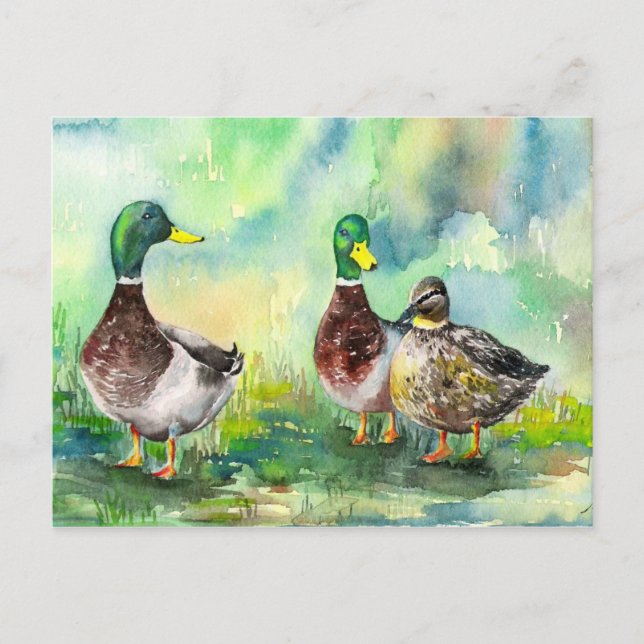 Carte Postale famille de canards (Devant)