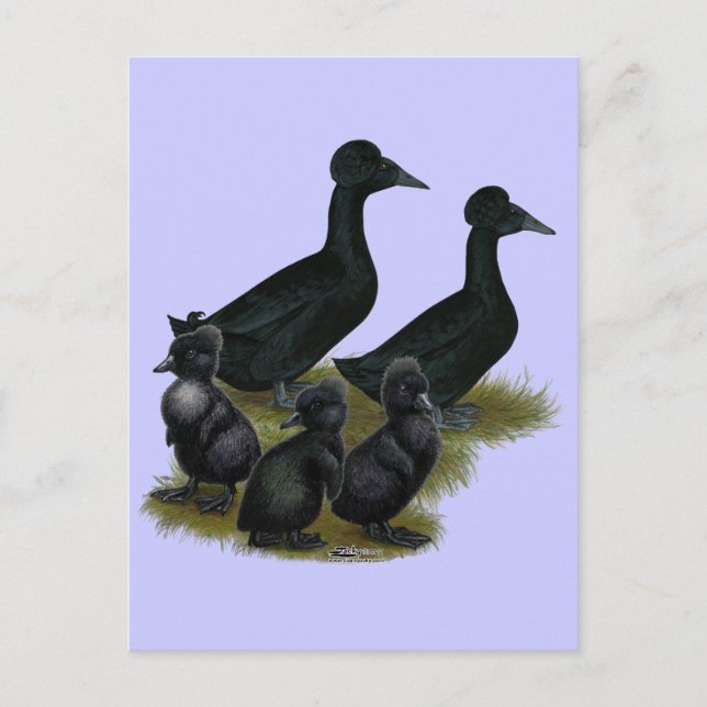 Carte Postale Famille de canards à crête noire (Devant)