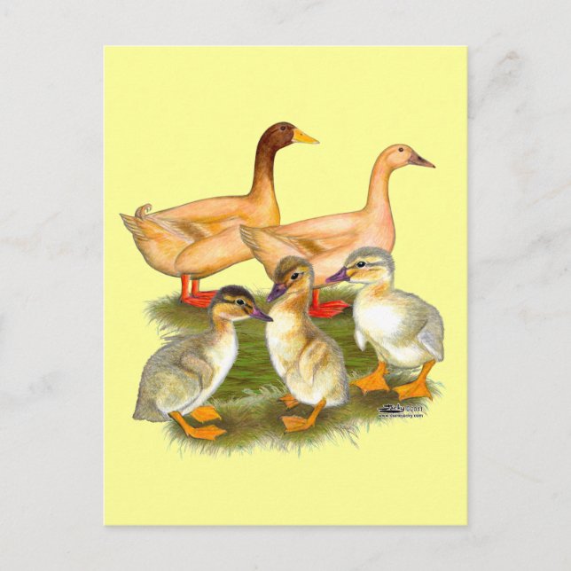 Carte Postale Famille de canards Buff Orpington (Devant)