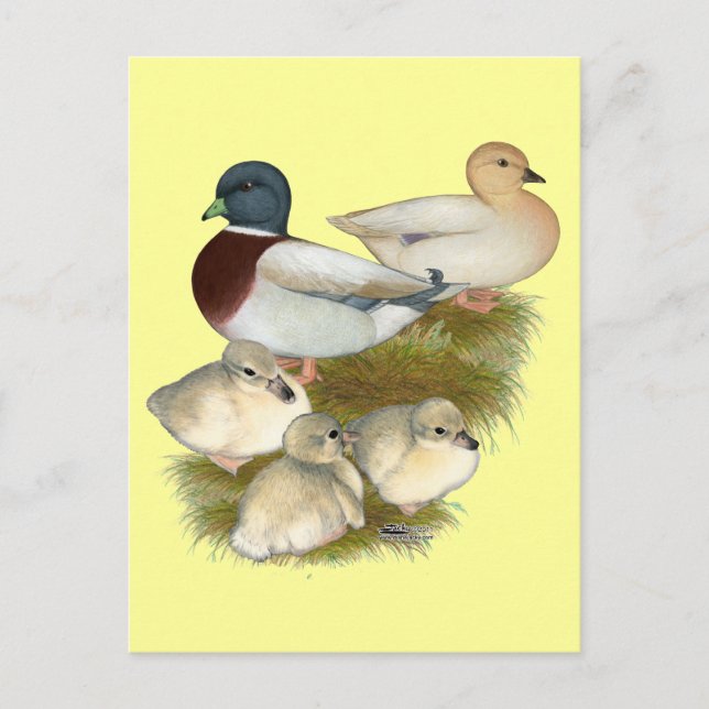 Carte Postale Famille de canards colverts pastel (Devant)