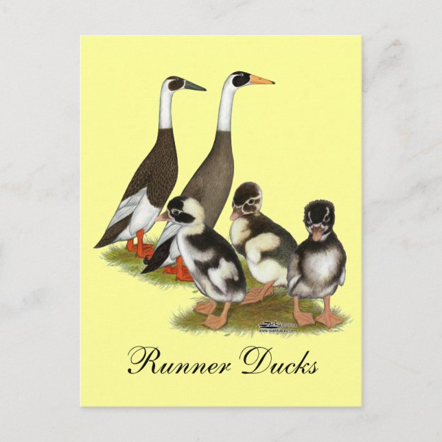 Carte Postale Famille de canards coureurs crayonnés émeri (Devant)