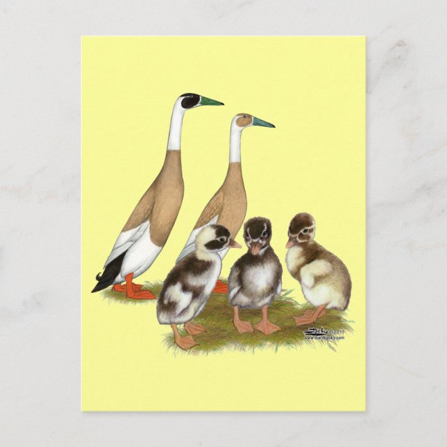 Carte Postale Famille de canards coureurs encilés (Devant)