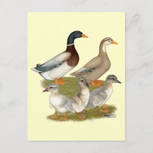 Carte Postale Famille de canards de Saxe