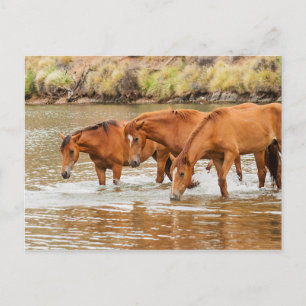 Carte Postale Famille de Cheval Brown à la rivière