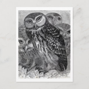 Carte Postale Famille de Chouettes vintages