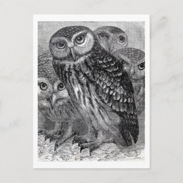 Carte Postale Famille de Chouettes vintages (Devant)