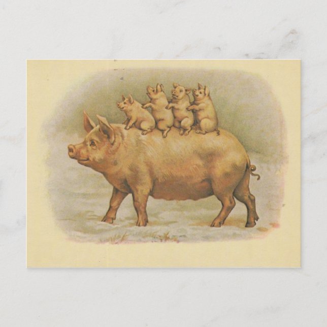 Carte Postale Famille de cochon (Devant)