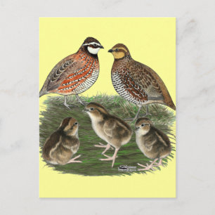 Carte Postale Famille de Colin de Virginie