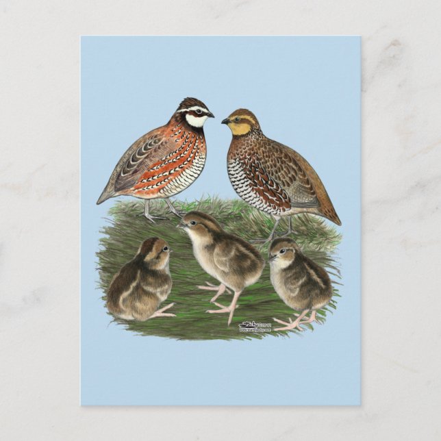 Carte Postale Famille de Colin de Virginie (Devant)