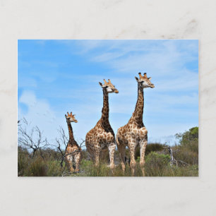 Carte Postale Famille de girafes