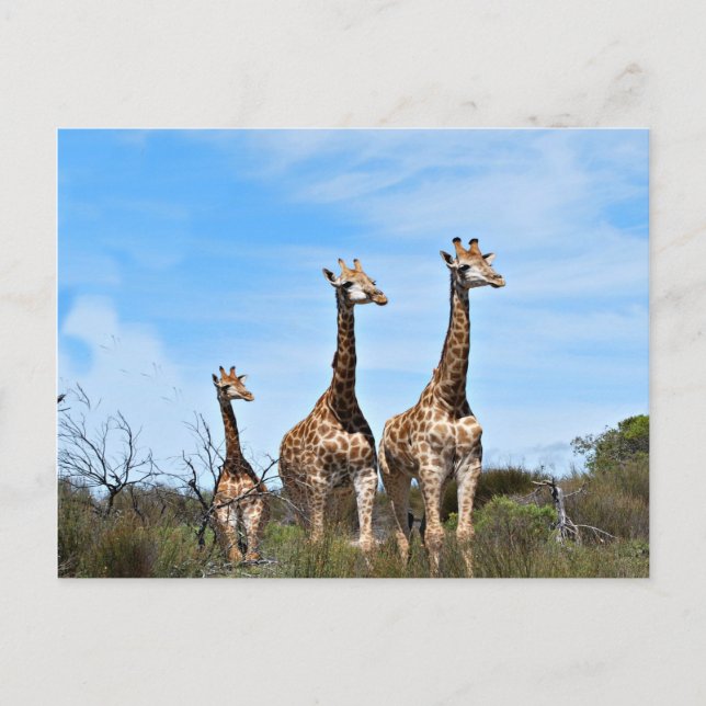 Carte Postale Famille de girafes (Devant)