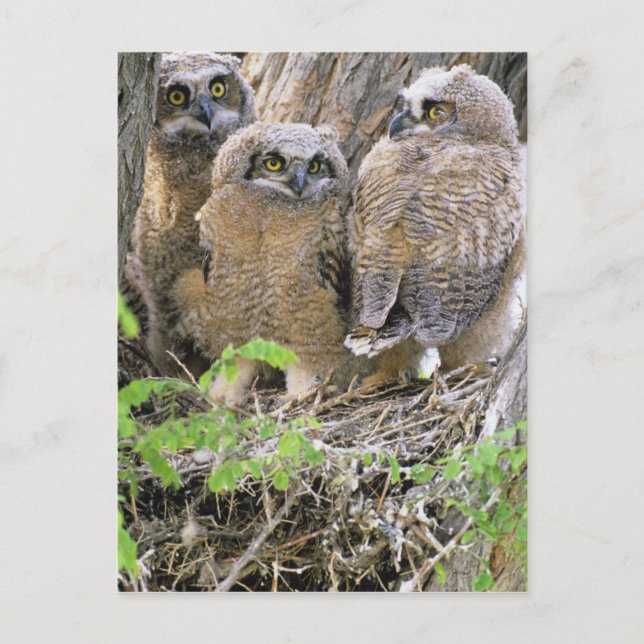 Carte Postale Famille de jeunes grands-duc d'Amérique (Bubo virg (Devant)