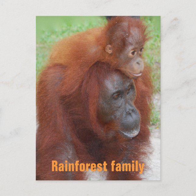 Carte Postale Famille de la forêt tropicale de Kalimantan en Ind (Devant)