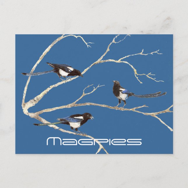 Carte Postale Famille de Magpies, oiseaux, nature, faune (Devant)