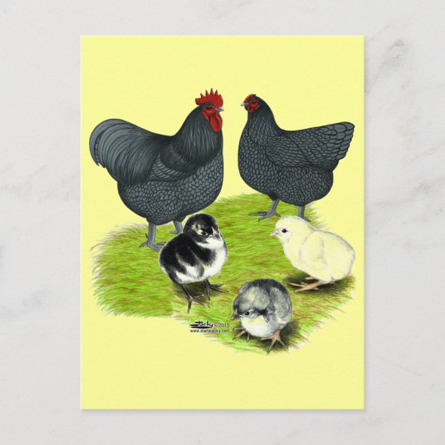 Carte Postale Famille de poulet bleu Orpington (Devant)