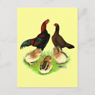 Carte Postale Famille de poulet rouge noir Aseel