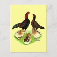Famille de poulets Aseel Black Red