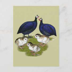 Carte Postale Famille de Purple Guinée