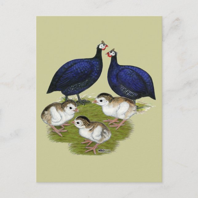 Carte Postale Famille de Purple Guinée (Devant)