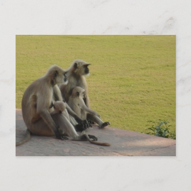 Carte Postale famille de singes 2 (Devant)