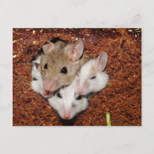 Carte Postale Famille de souris mignonne au pain
