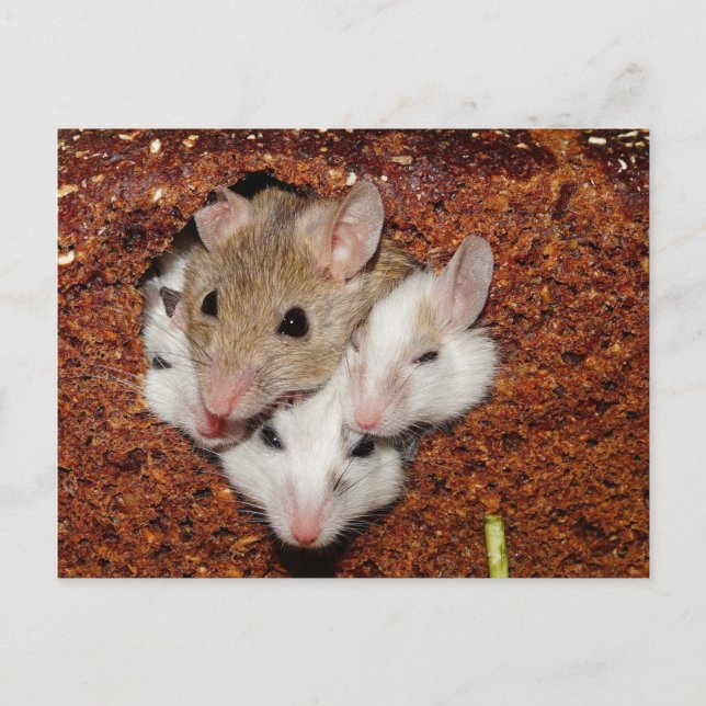 Carte Postale Famille de souris mignonne au pain (Devant)