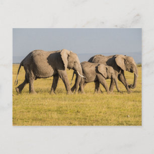 Carte Postale Famille d'éléphants en marche