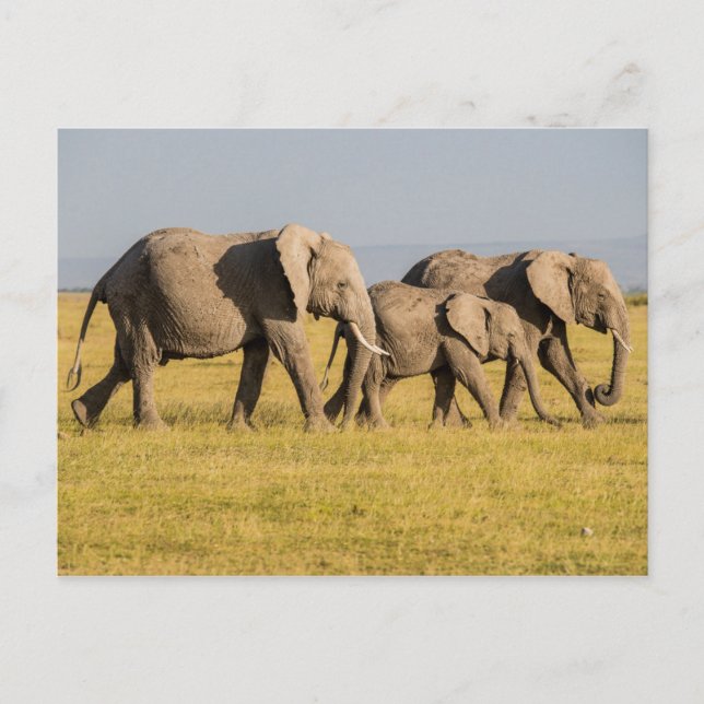 Carte Postale Famille d'éléphants en marche (Devant)