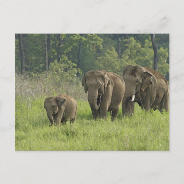 Carte Postale Famille d'éléphants indiens (Devant)