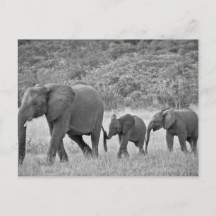 Carte Postale Famille d'éléphants sud-africains