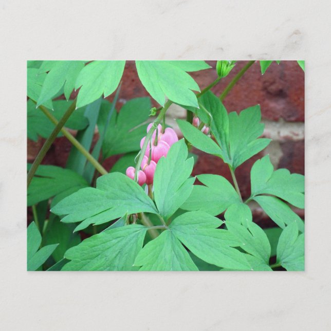 Carte Postale Famille des coeurs saignants (Devant)