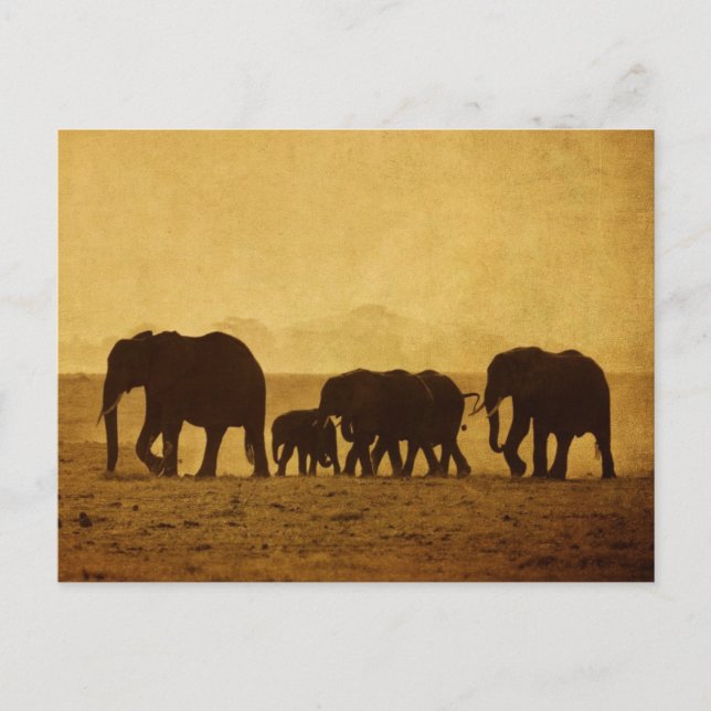 Carte Postale Famille des éléphants (Devant)