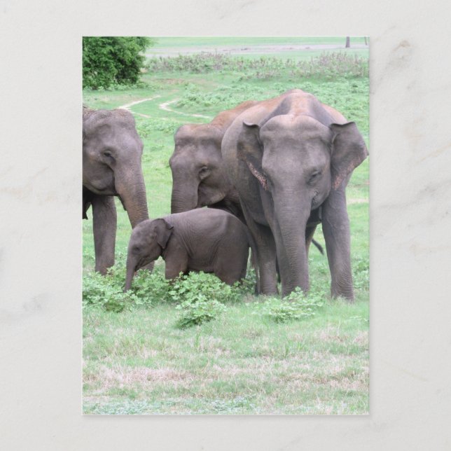 Carte Postale famille des éléphants (Devant)