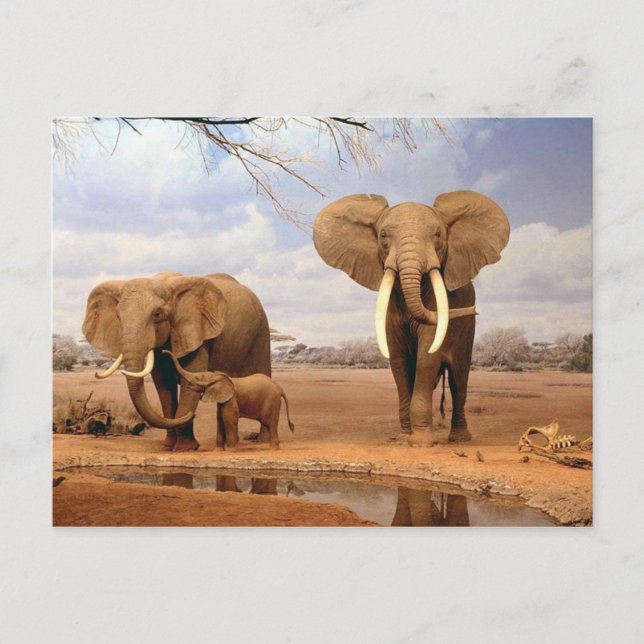 Carte Postale Famille des éléphants (Devant)
