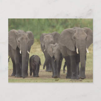 Carte Postale Famille des éléphants