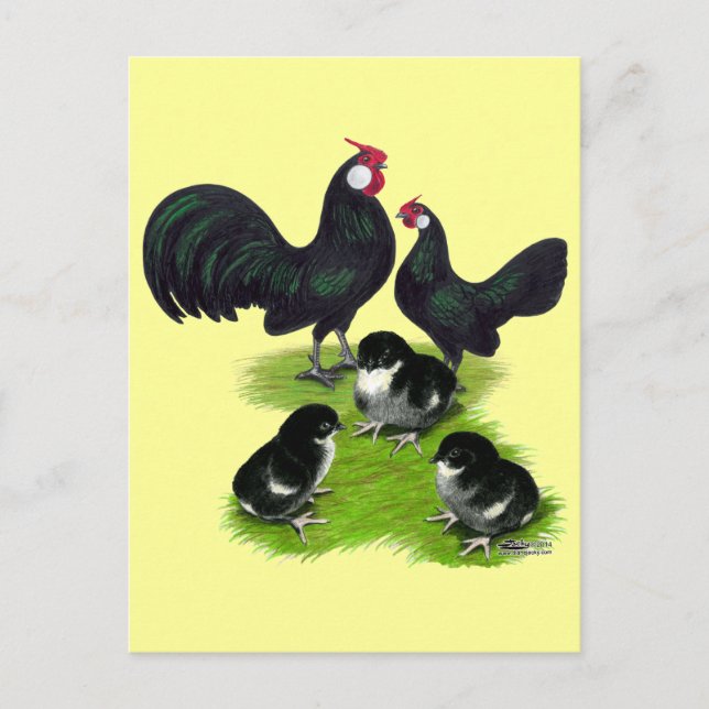 Carte Postale Famille des Rosecomb Black Bantam (Devant)