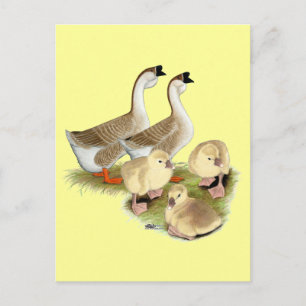 Carte Postale Famille d'oie africaine buff