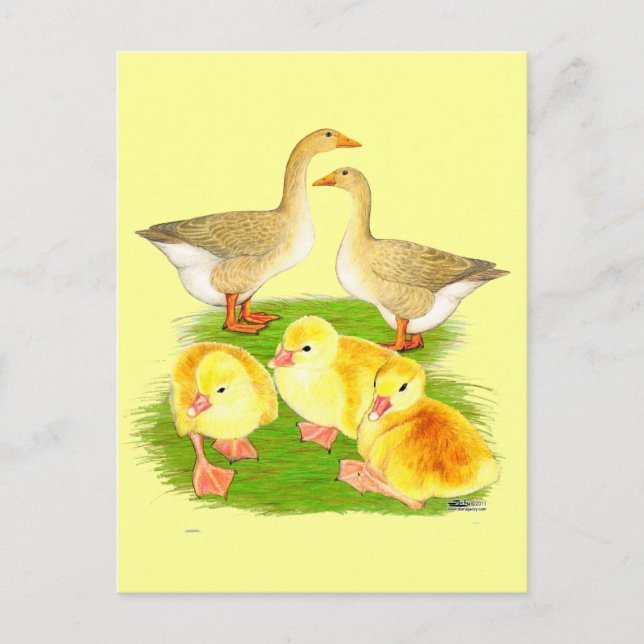 Carte Postale Famille d'oie buff (Devant)