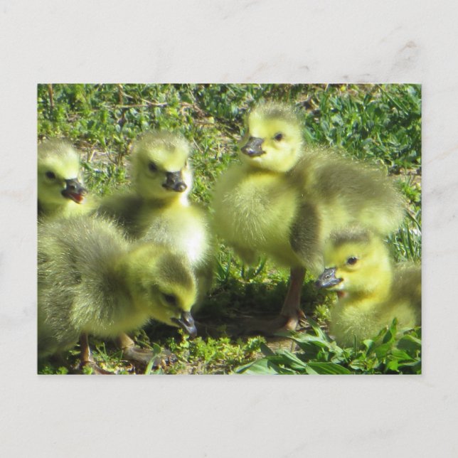 Carte Postale Famille d'oies (Devant)