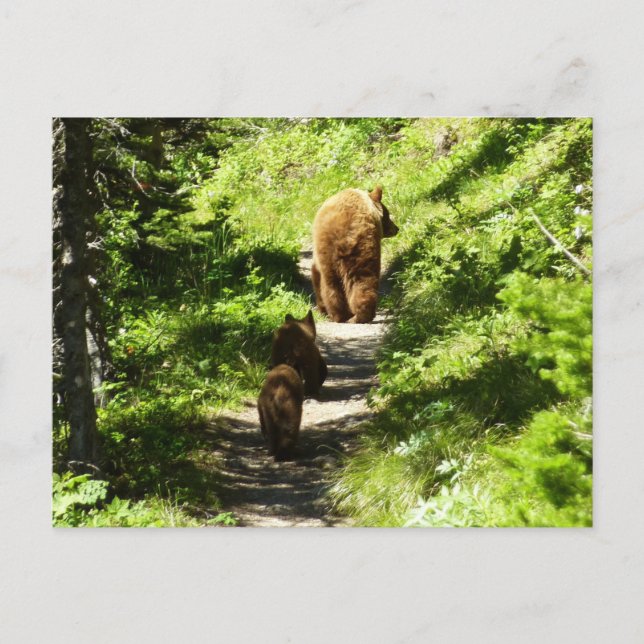 Carte Postale Famille d'ours brun (Devant)