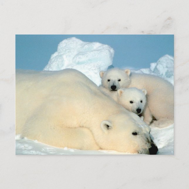 Carte Postale Famille d'ours polaires (Devant)