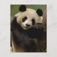 Famille du panda géant (Ailuropoda melanoleuca)