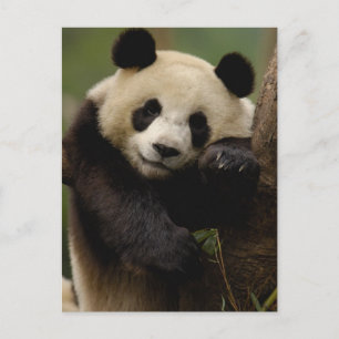 Carte Postale Famille du panda géant (Ailuropoda melanoleuca)