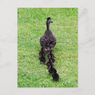 Carte Postale Famille Duck