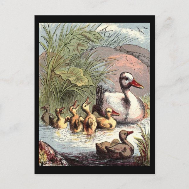 Carte Postale Famille Duck (Devant)