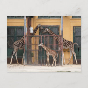 Carte Postale Famille Giraffe