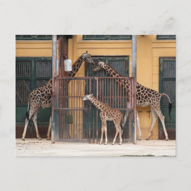 Carte Postale Famille Giraffe (Devant)