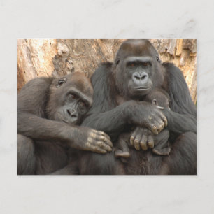 Carte Postale Famille Gorilla