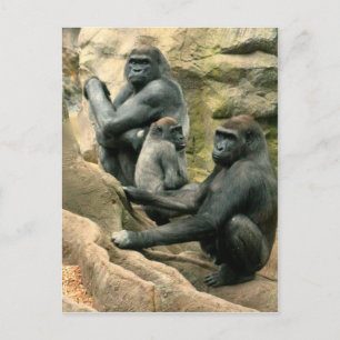 Carte postale Famille Gorilla