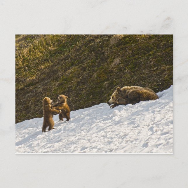Carte Postale Famille Grizzly (Devant)
